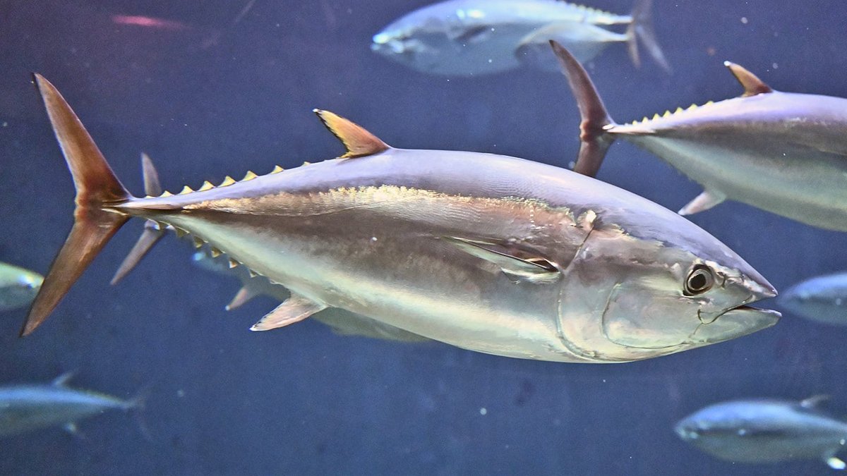 Did the Dinosaur-Killer Asteroid Shape Tuna Evolution? Did the Dinosaur-Killer Asteroid Shape Tuna Evolution? - tuna evolution