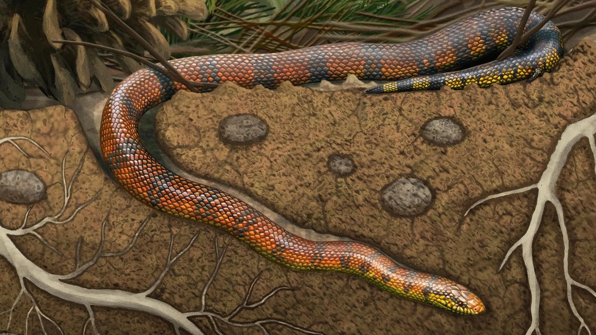 Ancient Snake Brain Shows Unexpected Evolutionary Twist - ancient snake brain