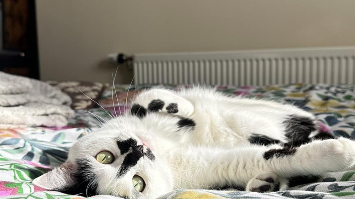 Pet Insurance Model Faces Growing Pains Pet Insurance Model Faces Growing Pains - pet insurance