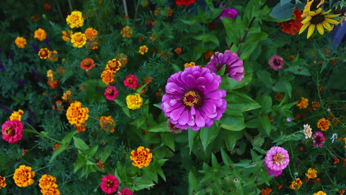 Gardening Options for August Sowing