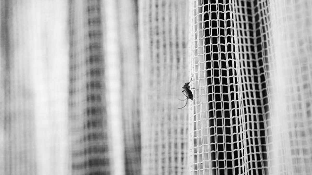 Mosquitoes unlikely to spread Covid-19 experts say Mosquitoes unlikely to spread Covid-19 experts say - covid-19 transmission