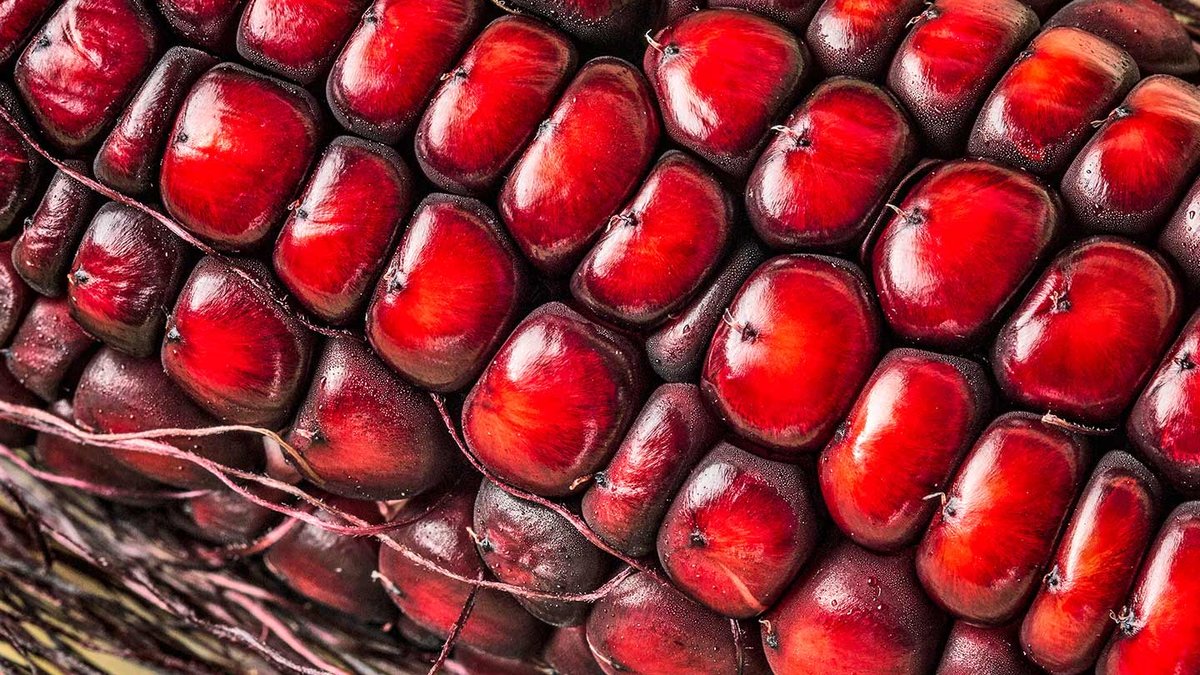 Team develops corn-based natural food dye alternative Team develops corn-based natural food dye alternative - corn food dye