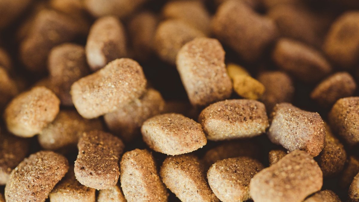 Purina launches vet nutrition training for aging dogs - vet nutrition training