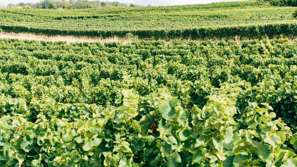 Women Lead Green Shift in South African Wine