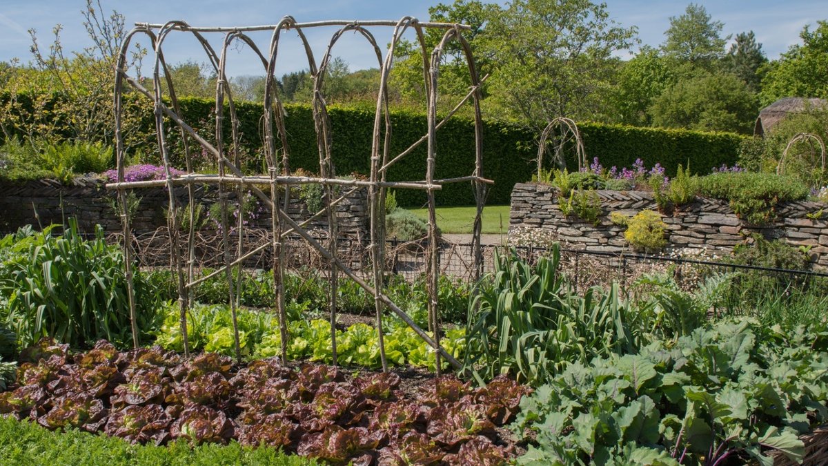 Water Wise Vegetables for Dry Seasons