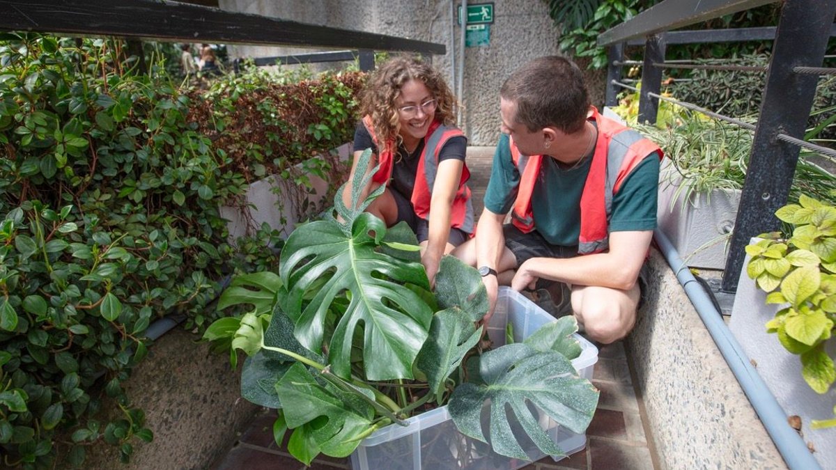 Free houseplants at Barbican Conservatory Free houseplants at Barbican Conservatory - free houseplants