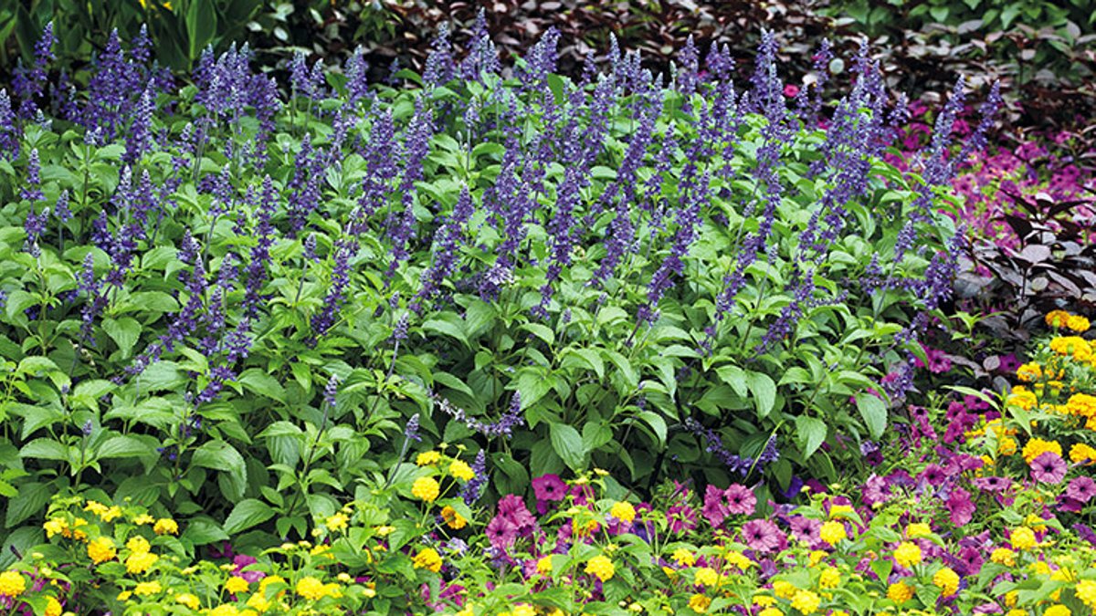Late-Season Salvias Bring Color to Gardens Late-Season Salvias Bring Color to Gardens - late-season salvias
