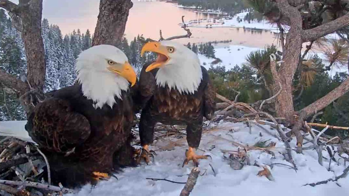 Jackie the Bald Eagle Dies at 14 After Severe Anemia - jackie bald eagle dies