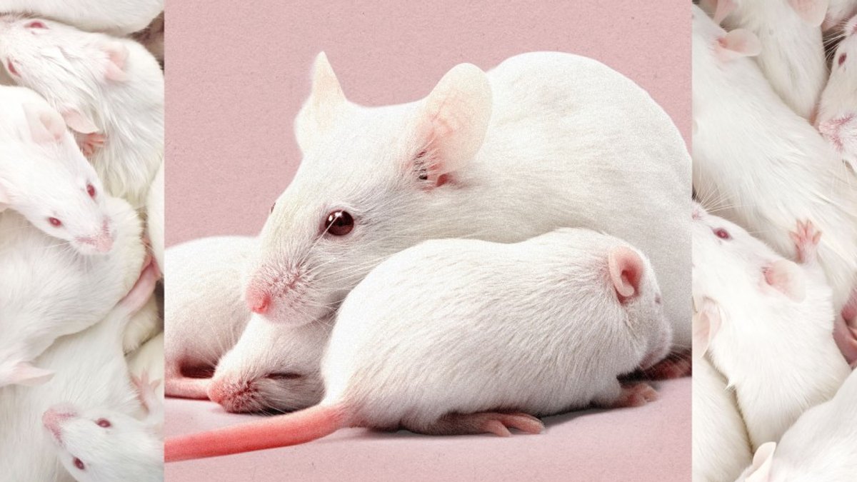 Scientists Create Female Clones of Male Mice Scientists Create Female Clones of Male Mice - female mouse clones