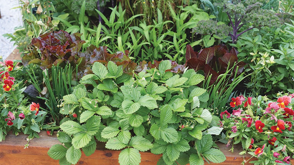 Tips for Building Better Garden Beds Tips for Building Better Garden Beds - garden beds