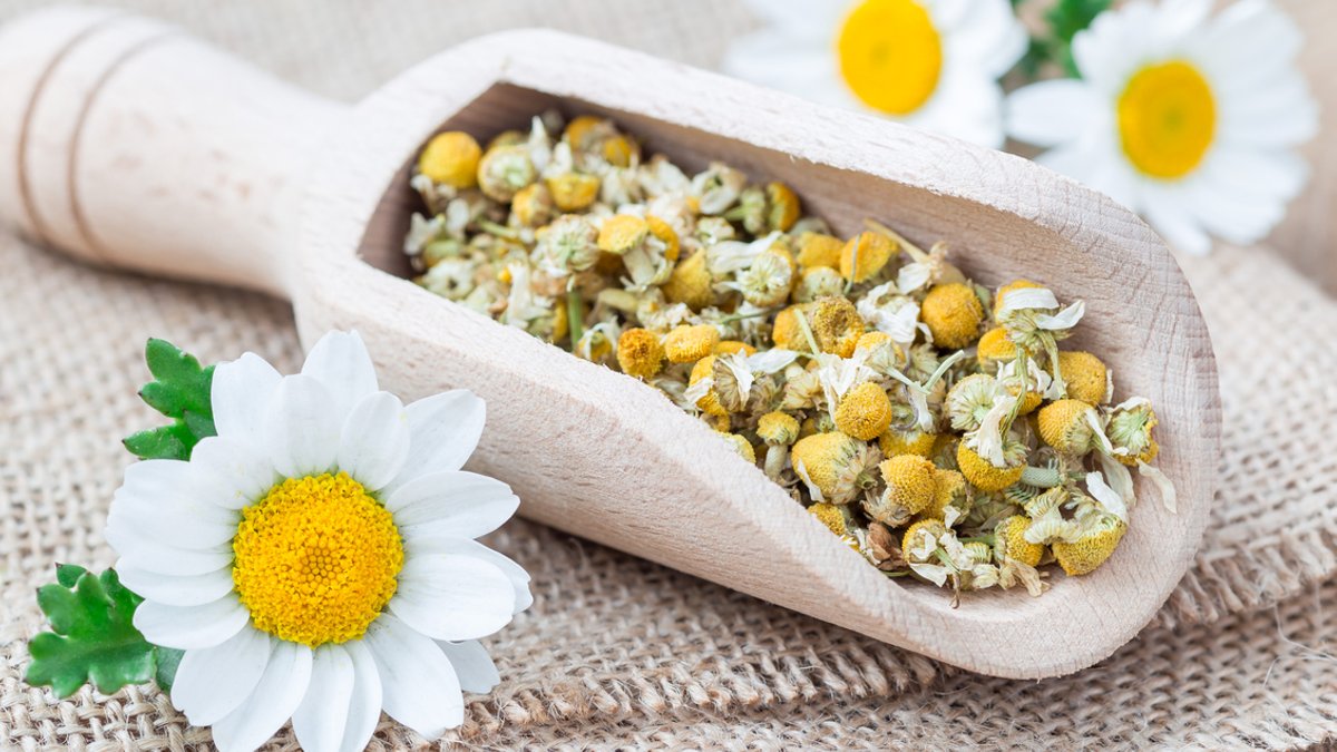 Chamomile tea may lower gum disease risk Chamomile tea may lower gum disease risk - chamomile tea gum disease