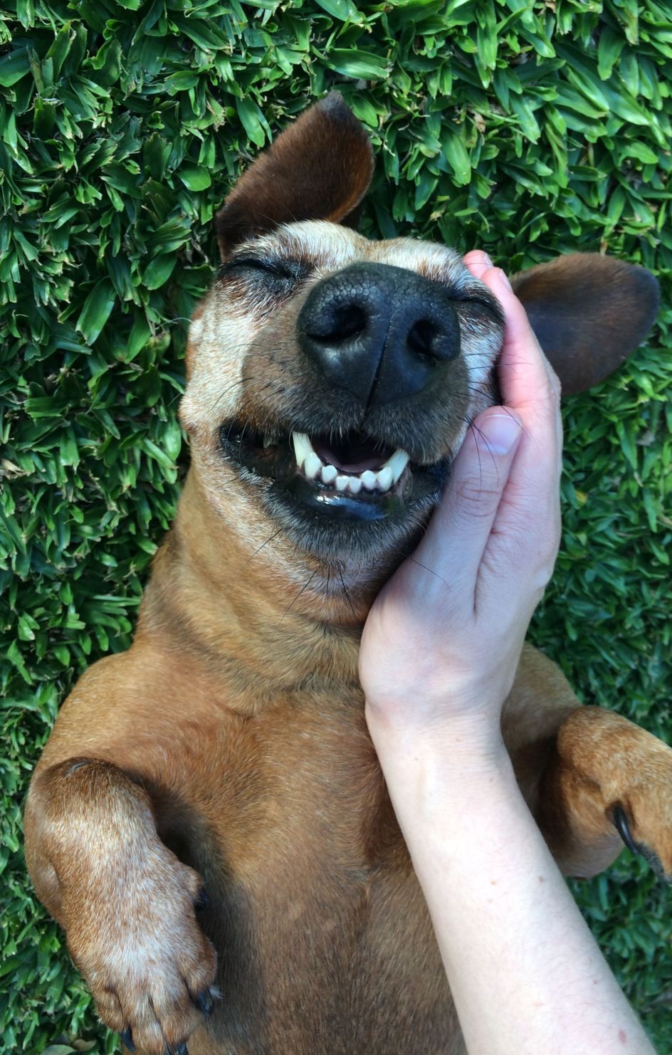 Dog on their back getting pet on the head