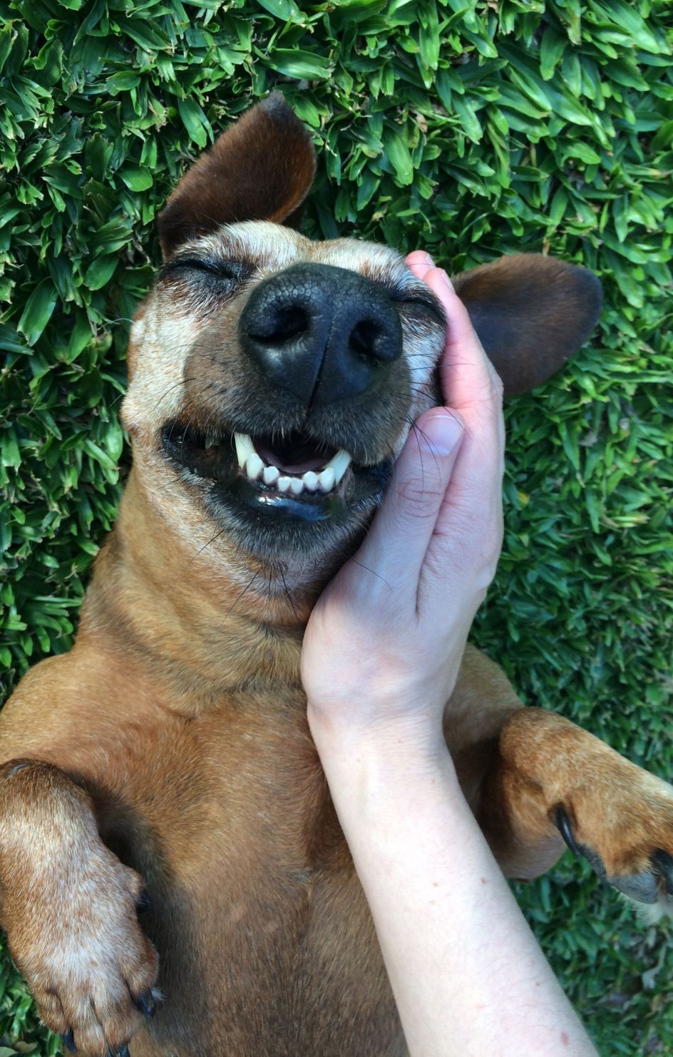 Dog on its back being petted by person