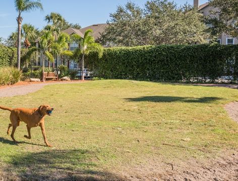 Dog Park at Post Rocky Point luxury apartment homes in Tampa, FL