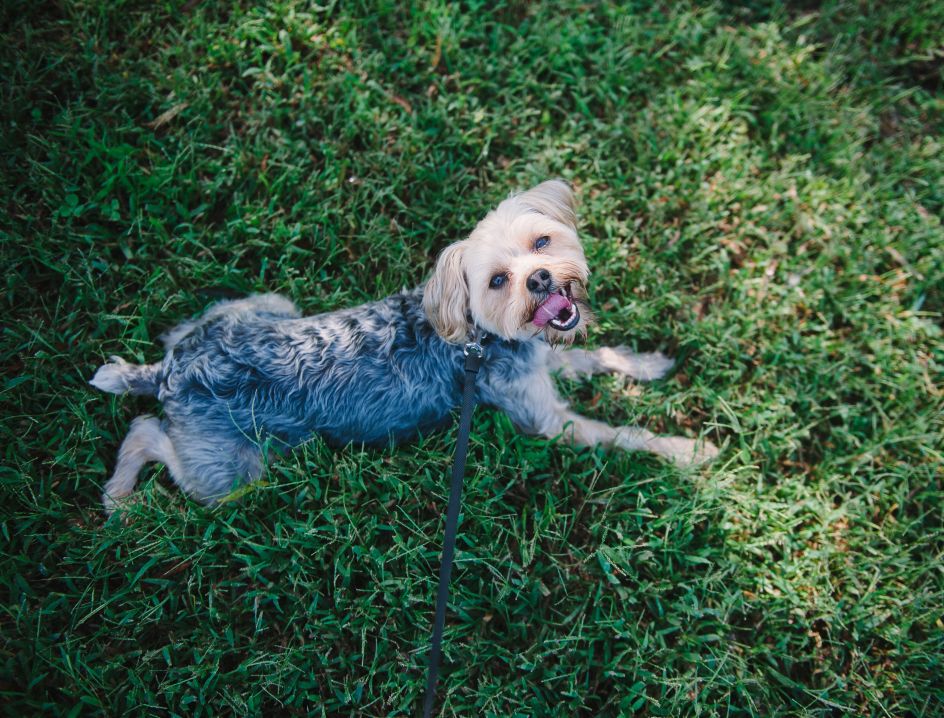 Dog laying down on grass looking up