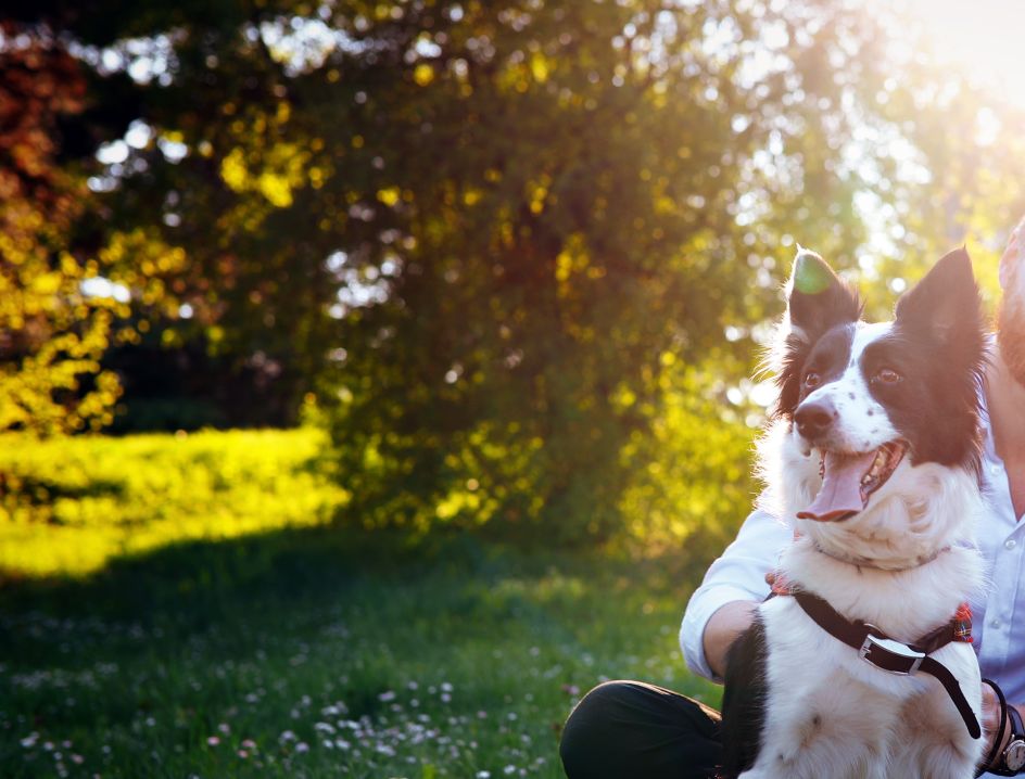 Man pets dog outside