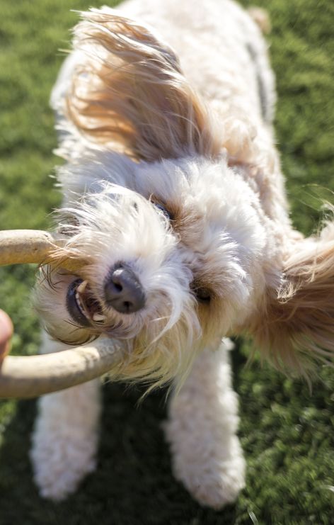 Dog pulling on toy from a persons hand