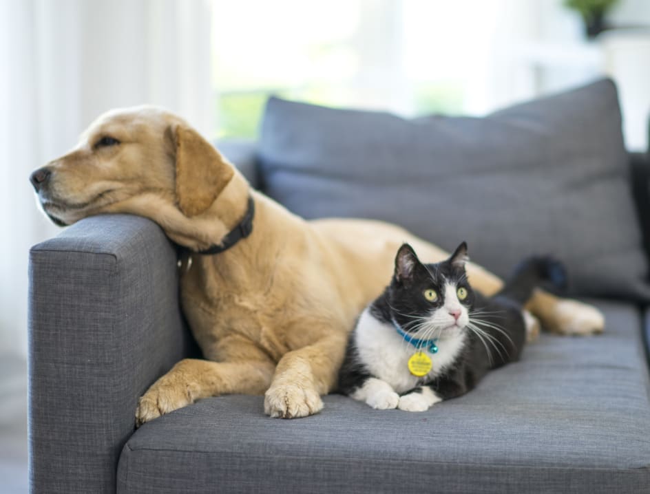 Woman petting cat
