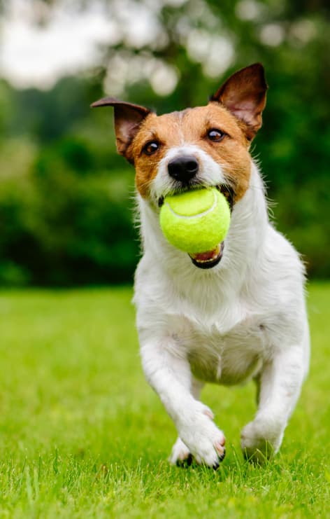 Dog runs with ball in its mouth
