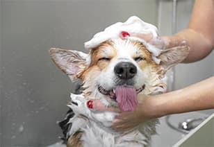 Corgi getting a bath stock image at MAA Nixie in Raleigh, NC