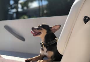 Small pup in the car at MAA Breakwater in Tampa, FL