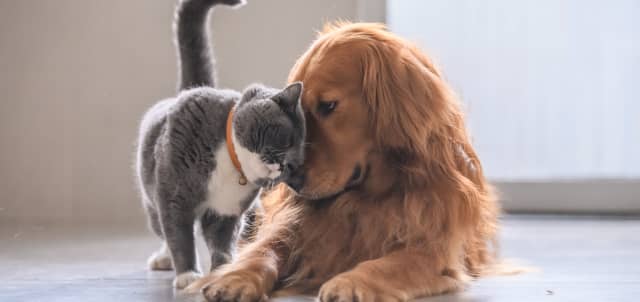 Cat and dog cuddling