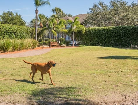 Dog Park at MAA Rocky Point luxury apartment homes in Tampa, FL