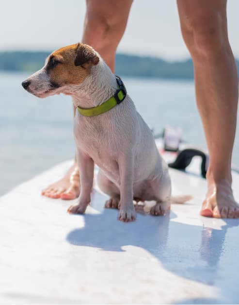 Puppy on the water at MAA Breakwater in Tampa, FL