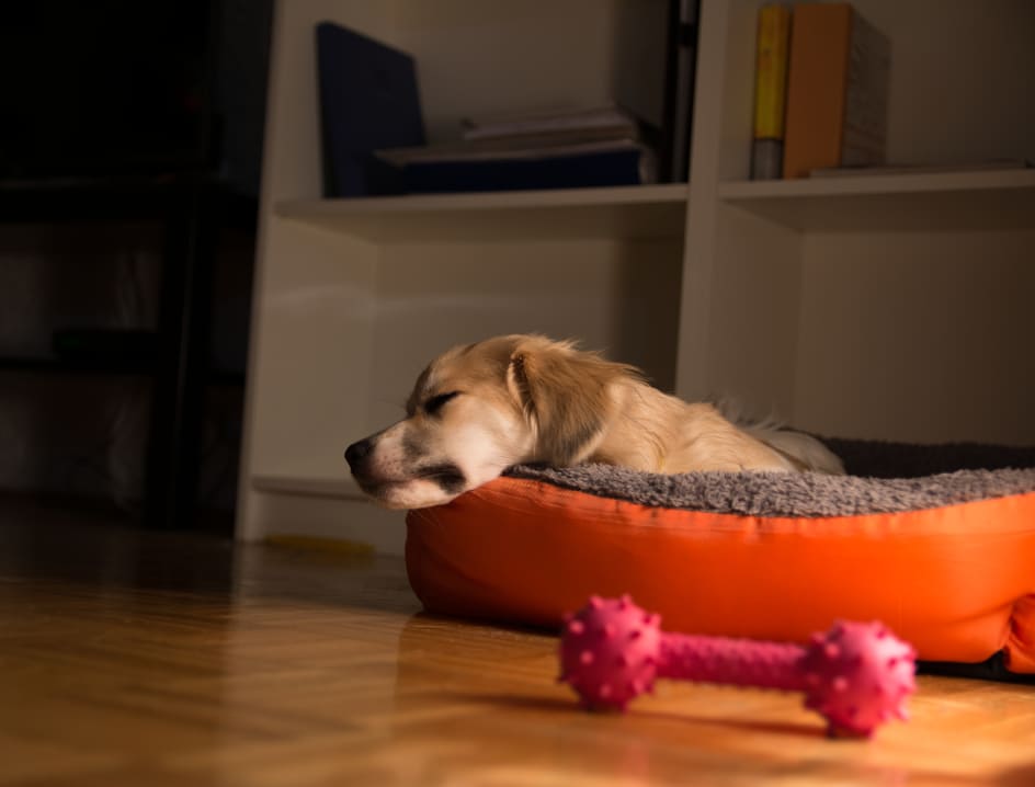 Dog in dog bed