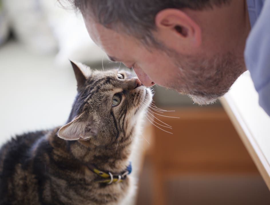 Man kissing cat