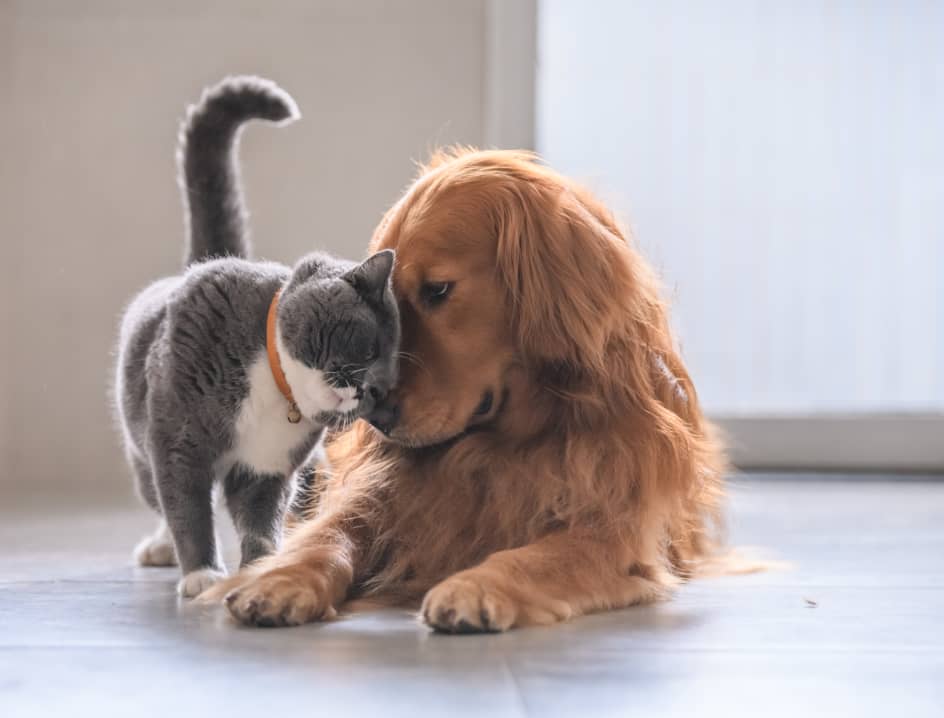 cat and dog playing with each other