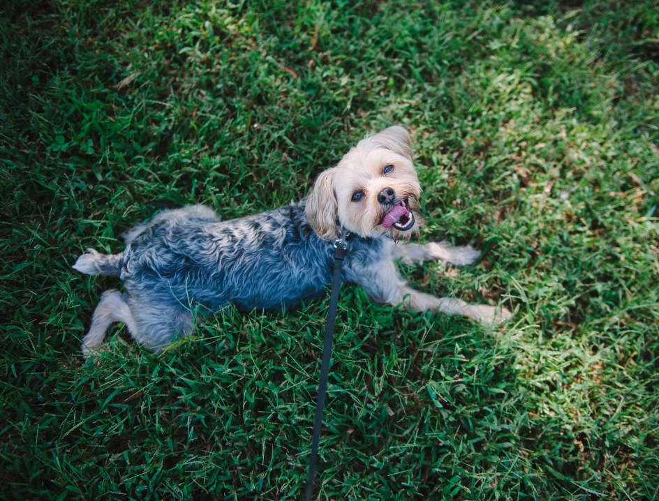 Dog laying down on grass looking up