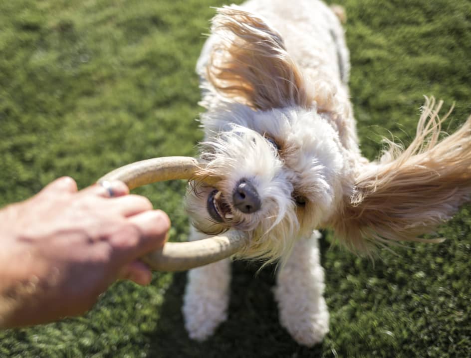 Dog pulling on toy from a persons hand