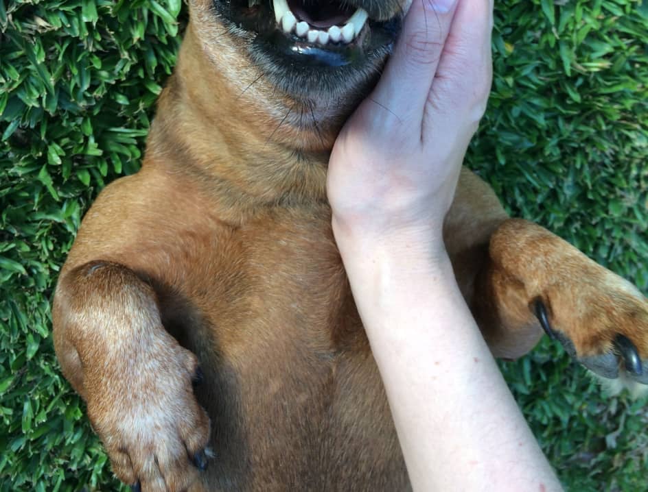 Dog on its back being petted by person