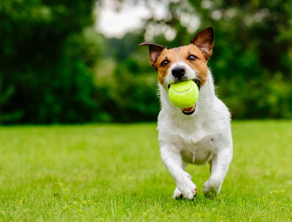 Dog runs with ball in its mouth