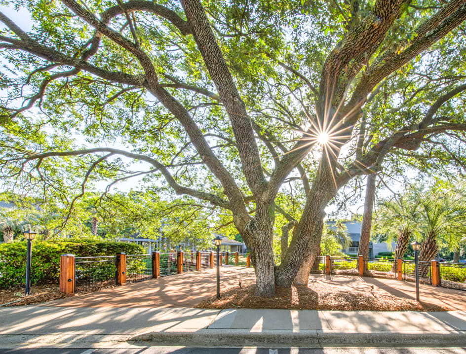 Courtyard at Runaway Bay luxury apartment homes in Charleston, SC