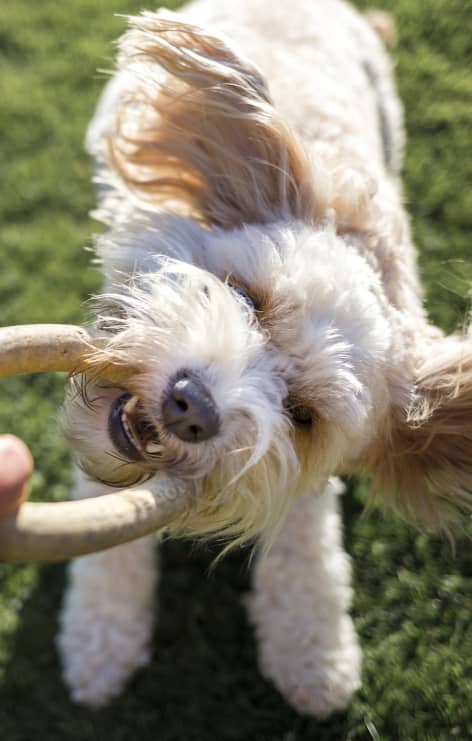 Dog pulling on toy from a persons hand
