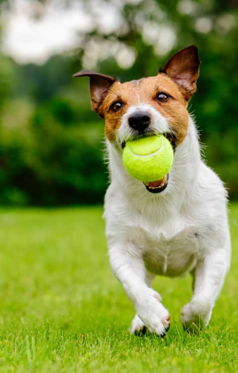 Dog runs with ball in its mouth