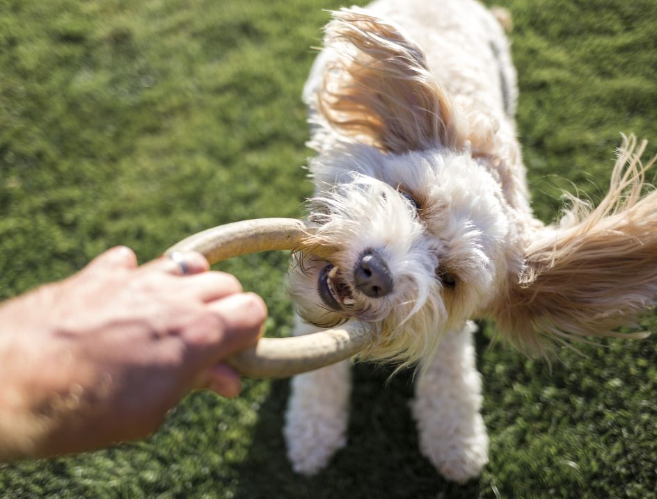 Dog pulling on toy from a persons hand