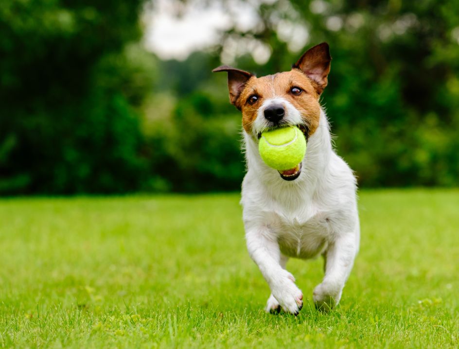 Dog runs with ball in its mouth