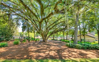 Oak Tree at TPC Tallahassee in Tallahassee, FL