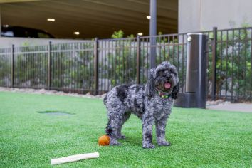 Dog Park at MAA LoSo in Charlotte, NC