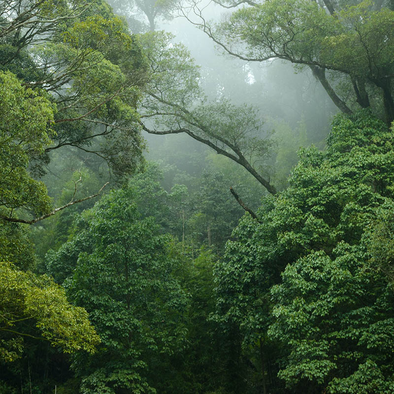 silent valley anaikatti