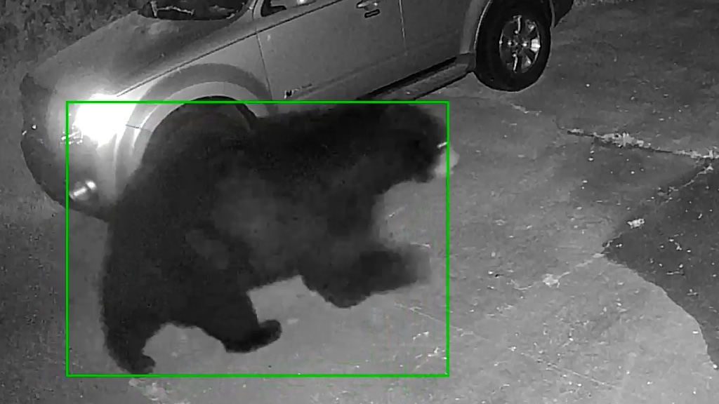 Bear in the driveway