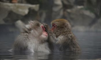 L5qlz0yjnyt7zj454wa3