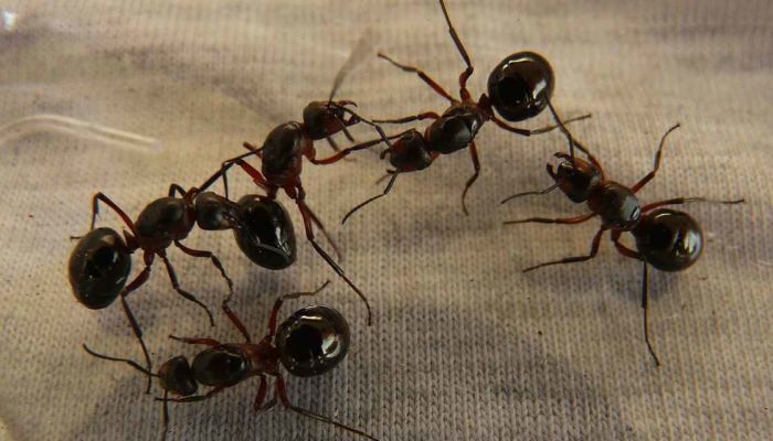 室内 庭の蟻を重曹で駆除しよう アリ退治の効果的な方法を徹底解説