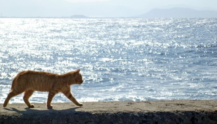 キャットウォークdiy例まとめ おしゃれな猫の通り道を作ろう