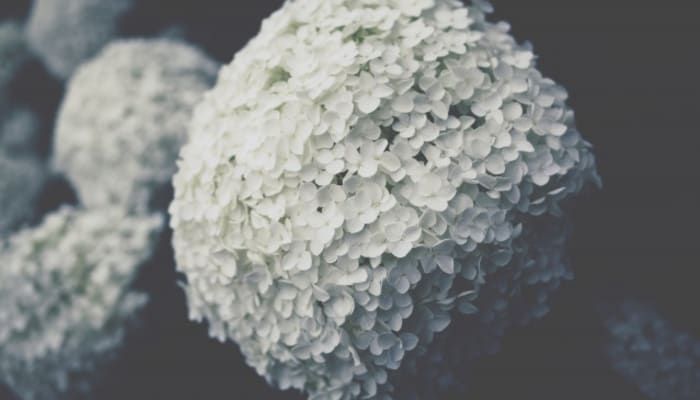 D2haxyfe07a2vufxwm3c