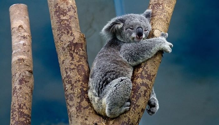 ケアンズおすすめ動物園6選と穴場スポットを紹介 コアラやワラビーと触れ合おう