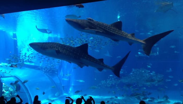 美ら海水族館限定のお土産はこれだ 子供も喜ぶお菓子 グッズをご紹介